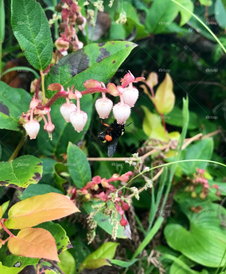 A bee just doing it’s thing! 