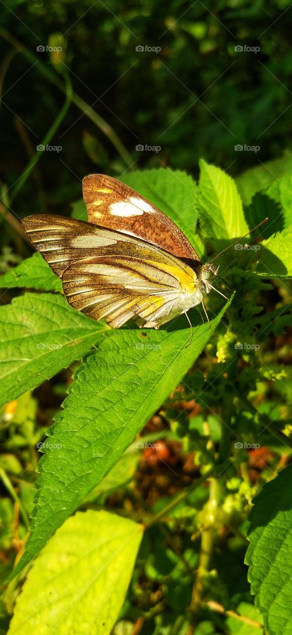 beautiful butterfly perched on a leaf exposed to the morning sun