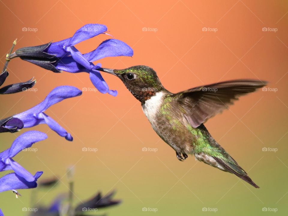 ruby-throated hummingbird
