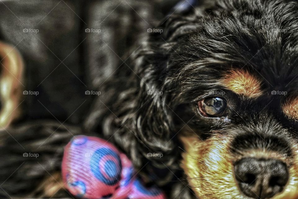 sleepy dog laying with his toy