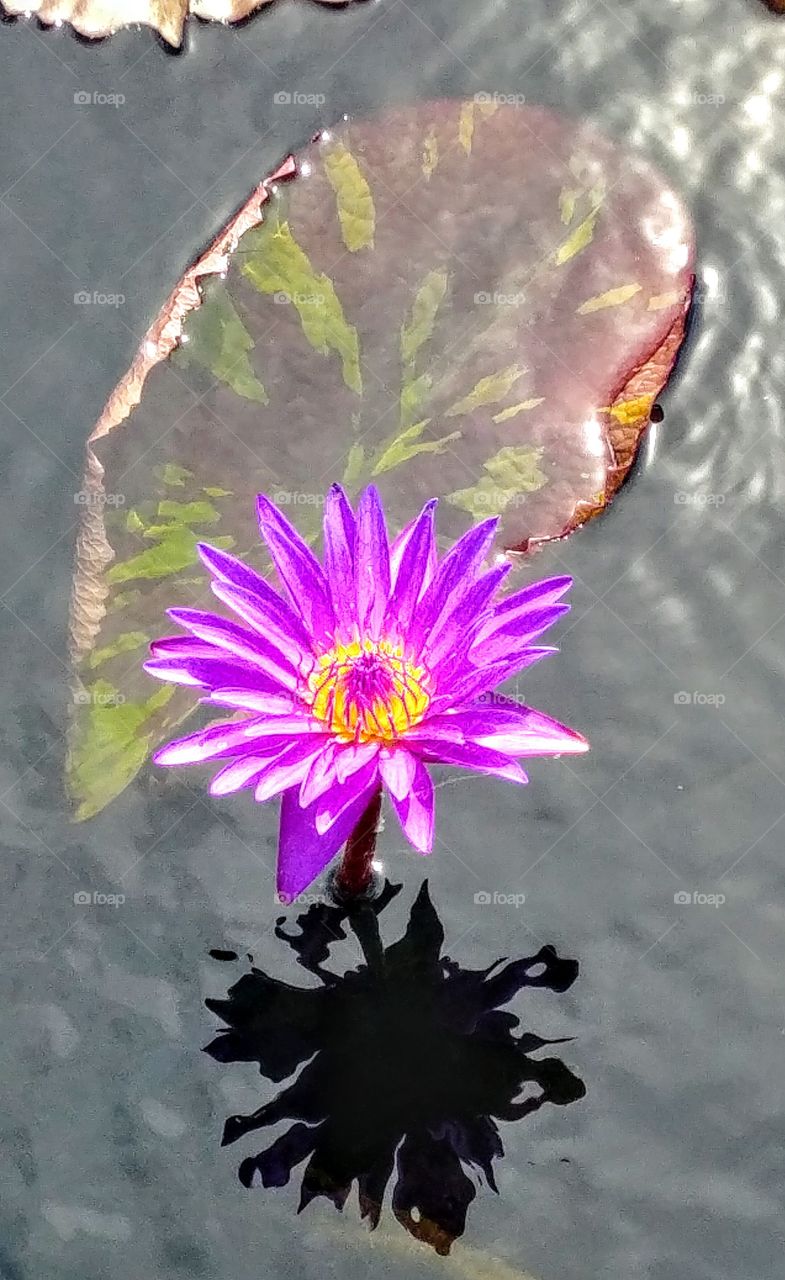 Purple Lotus