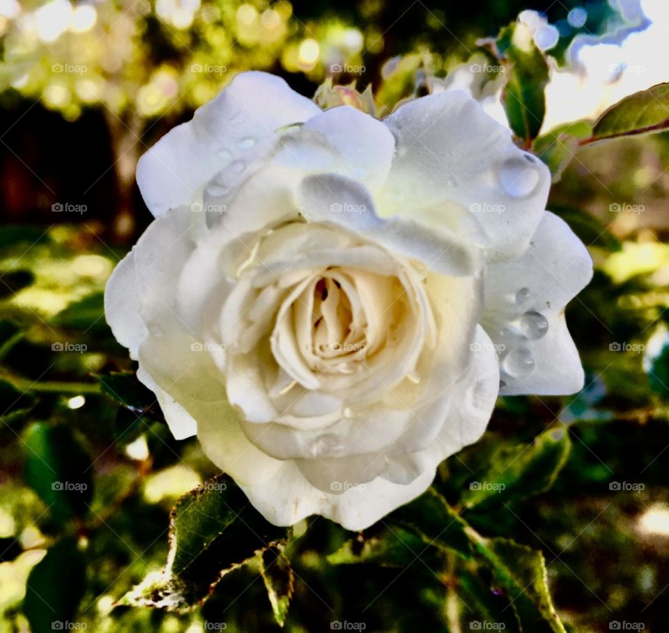 🌹 🇺🇸 Very beautiful flowers to brighten our day.  Live nature and its beauty. Did you like the delicate petals? / 🇧🇷 Flores muito bonitas para alegrar nosso dia. Viva a natureza e sua beleza. Gostaram das pétalas delicadas? 