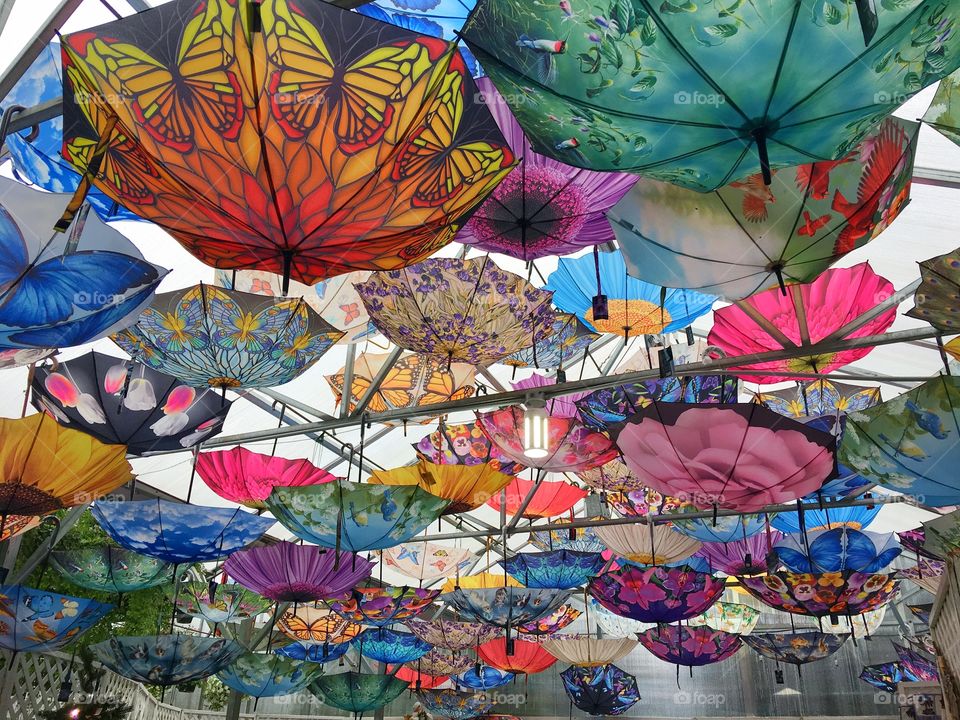 Umbrellas 