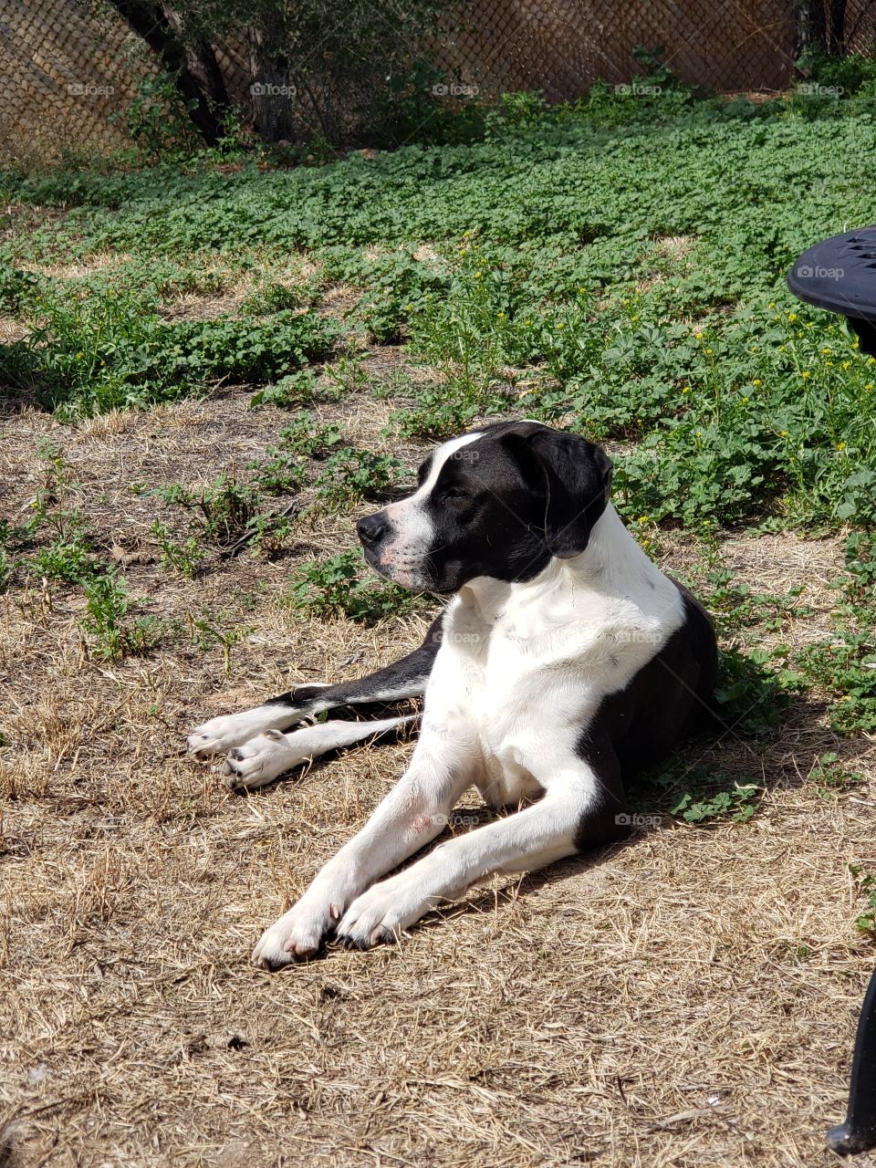 lazy dog winter days