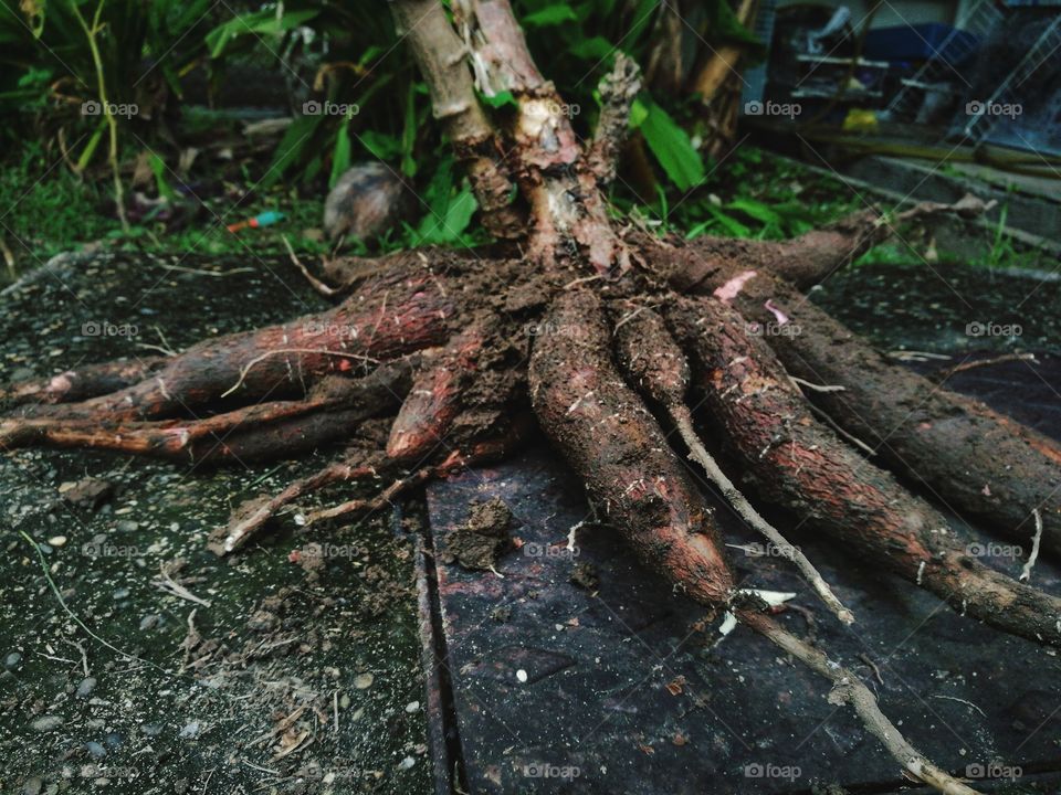 Cassava root grow from sustainable garden. Mostly to produce tapioca flour. Boil,steam or fried to eat it.Delicious.