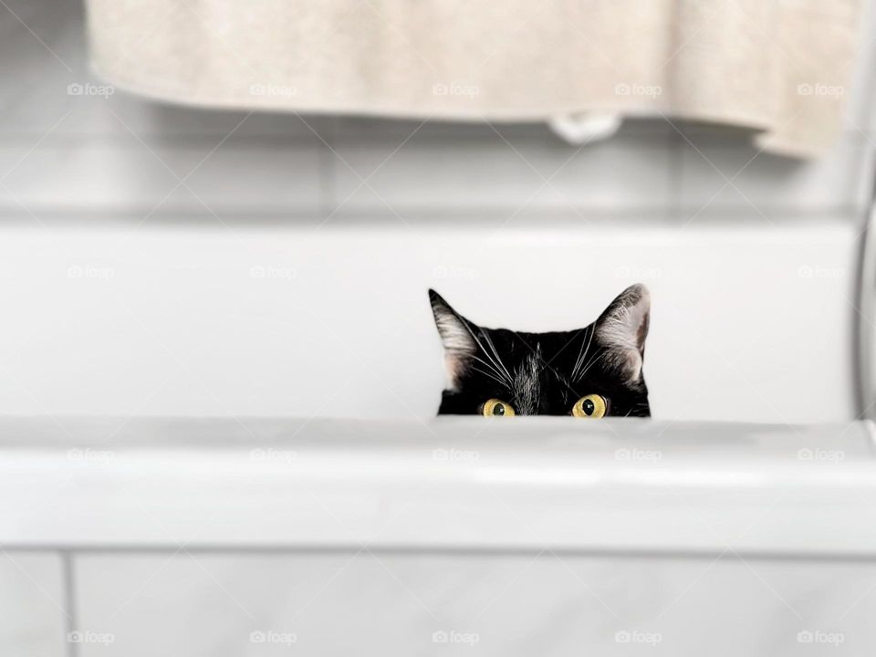 Cute cat in bathroom 
