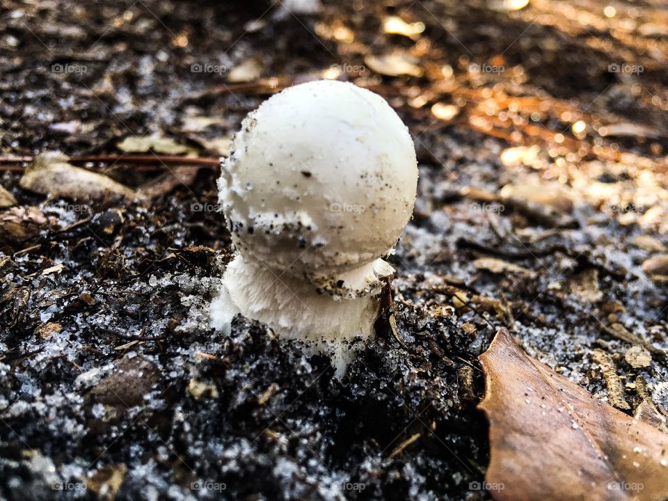 Coprinopsis variegata  mushroom in a South Florida forest, (also known as Coprinus quadrifidus). But I’m not sure.