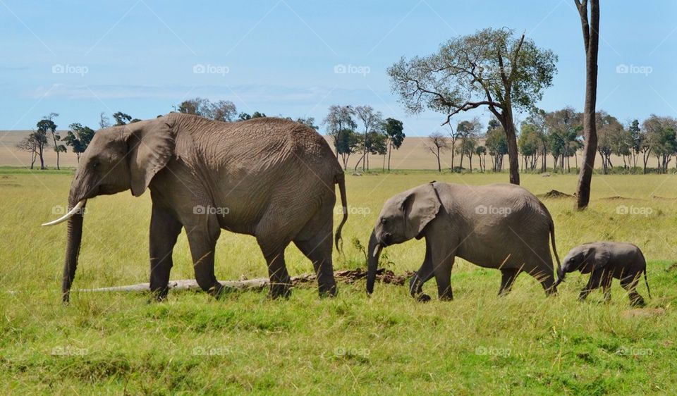 Elephant Parade