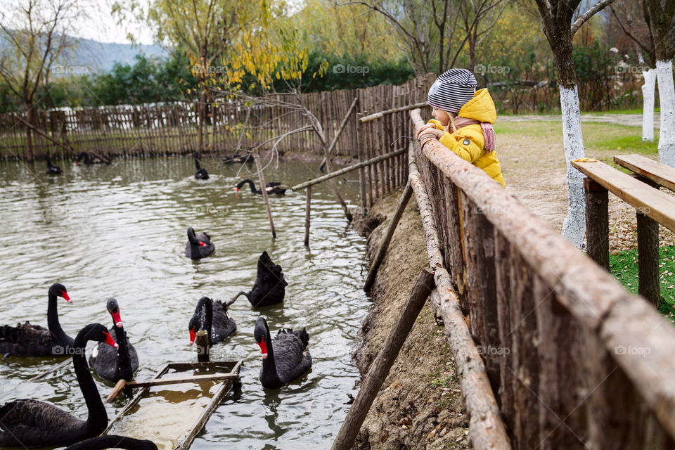 Little girl looking for black swans in the park 