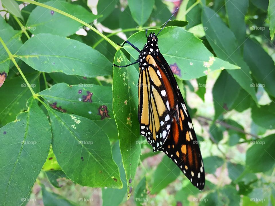 Monarch with left wing broken but still strong and flying 