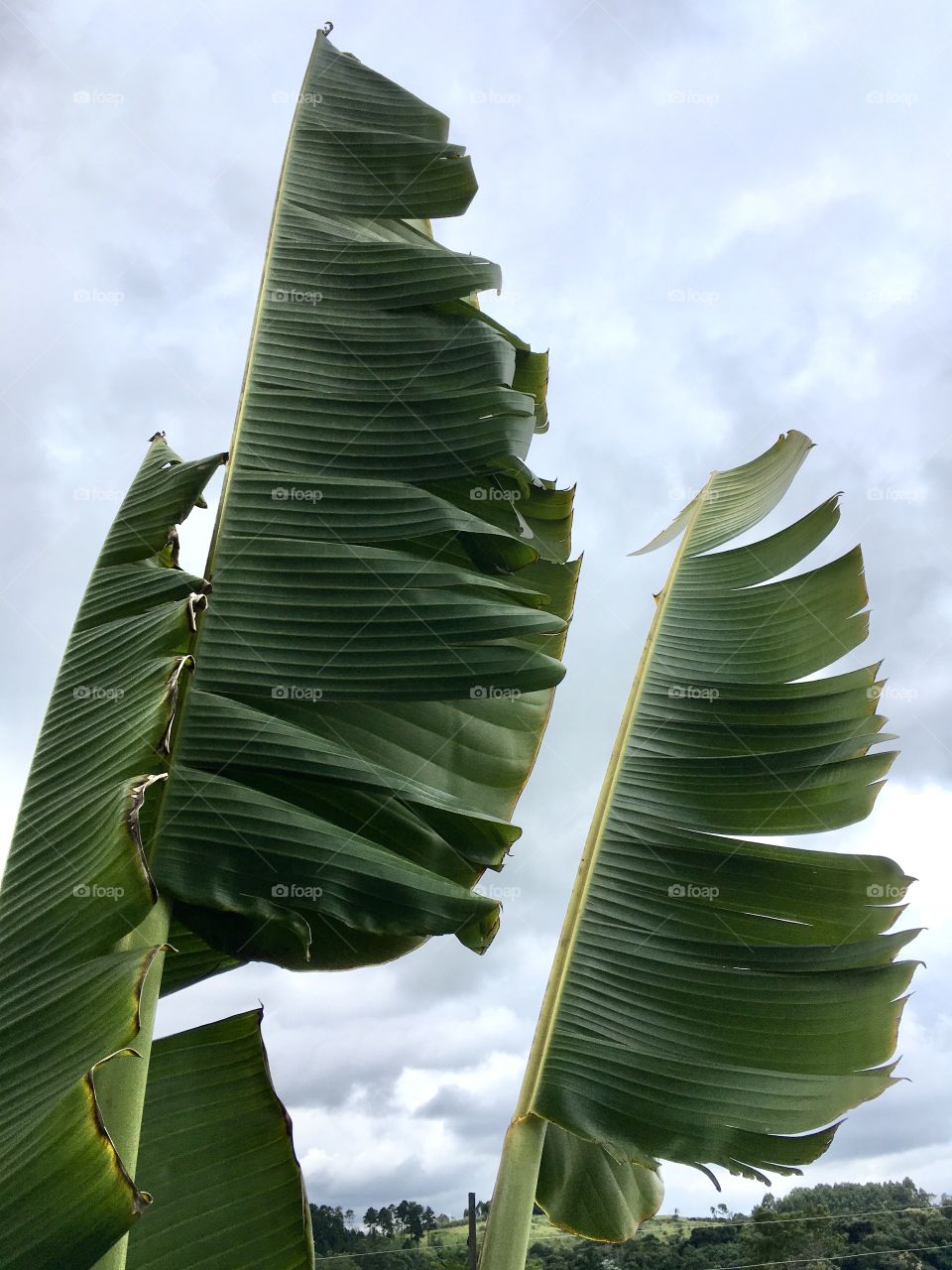 FOAP MISSIONS- 🇺🇸 Trees with beautiful lines and shapes: what about those palm leaves in the wind? / 🇧🇷 Árvores com linhas e formas bonitas: e essas folhas das palmeiras ao vento?