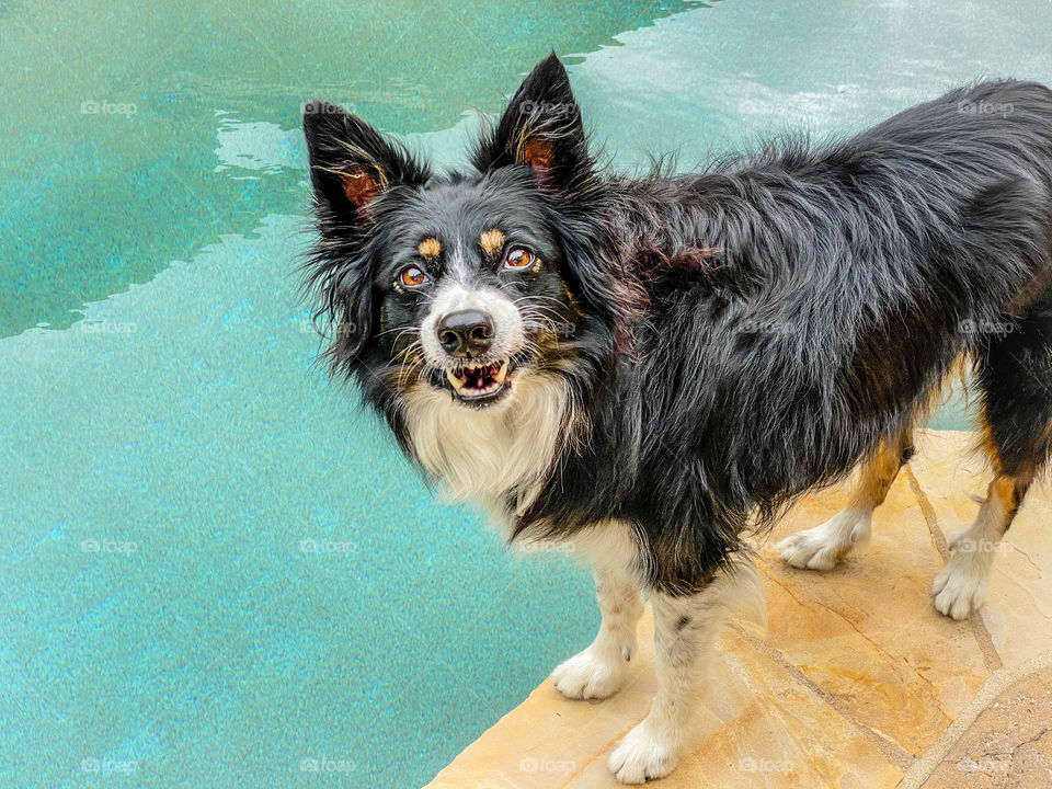 Cute border collie standing next to a swimming pool grinning 