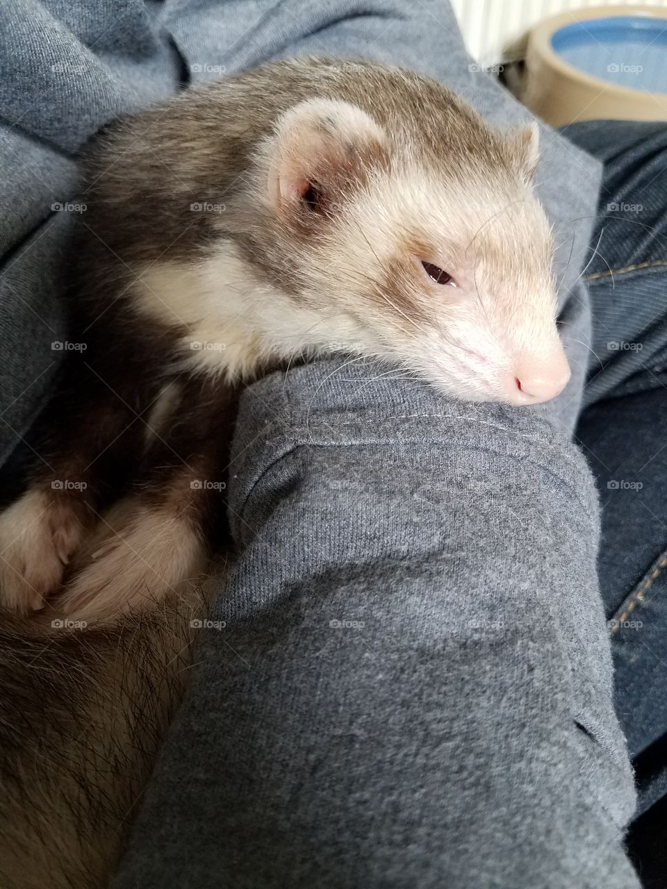 sleepy time with the ferret