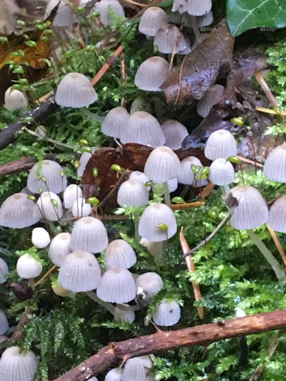 Mauve mushrooms 