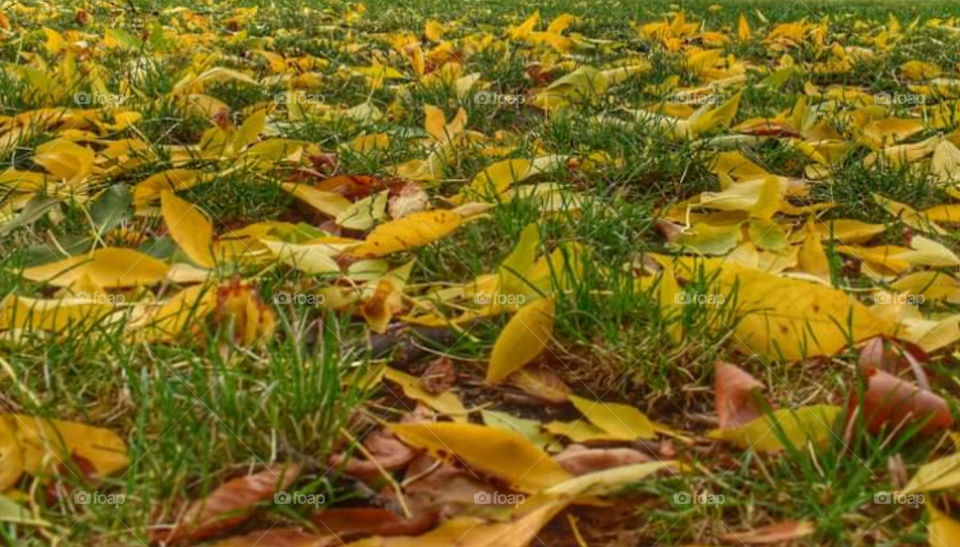 fallen yellow leaves on the green grass