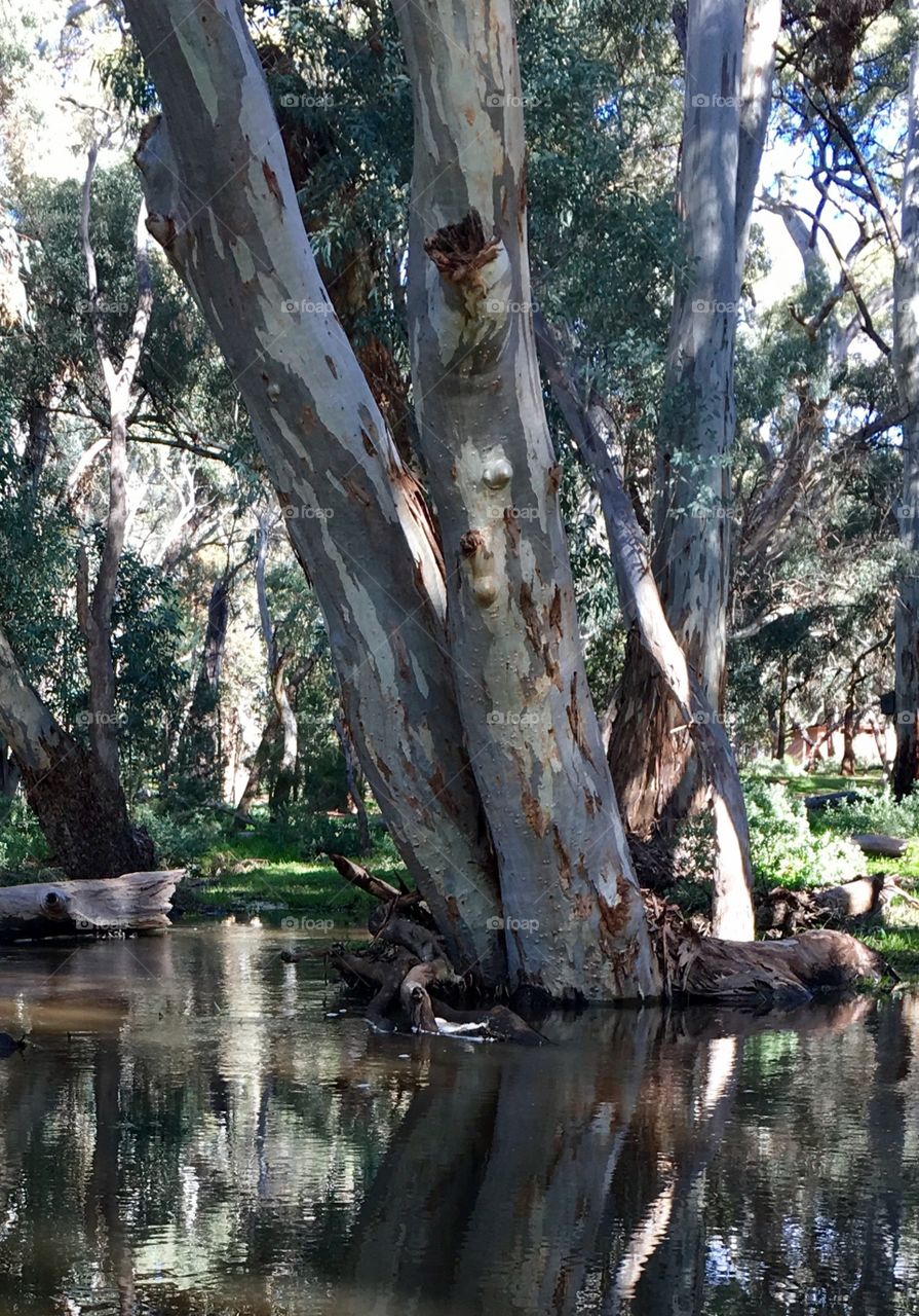 Glassy reflections large gumtree in the Flinders Ranges forest 