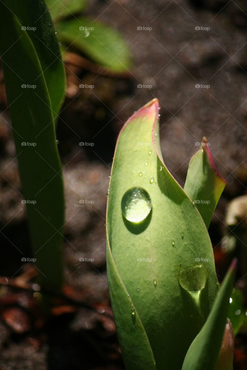 It's only a single drop of water - but it's so beautiful!