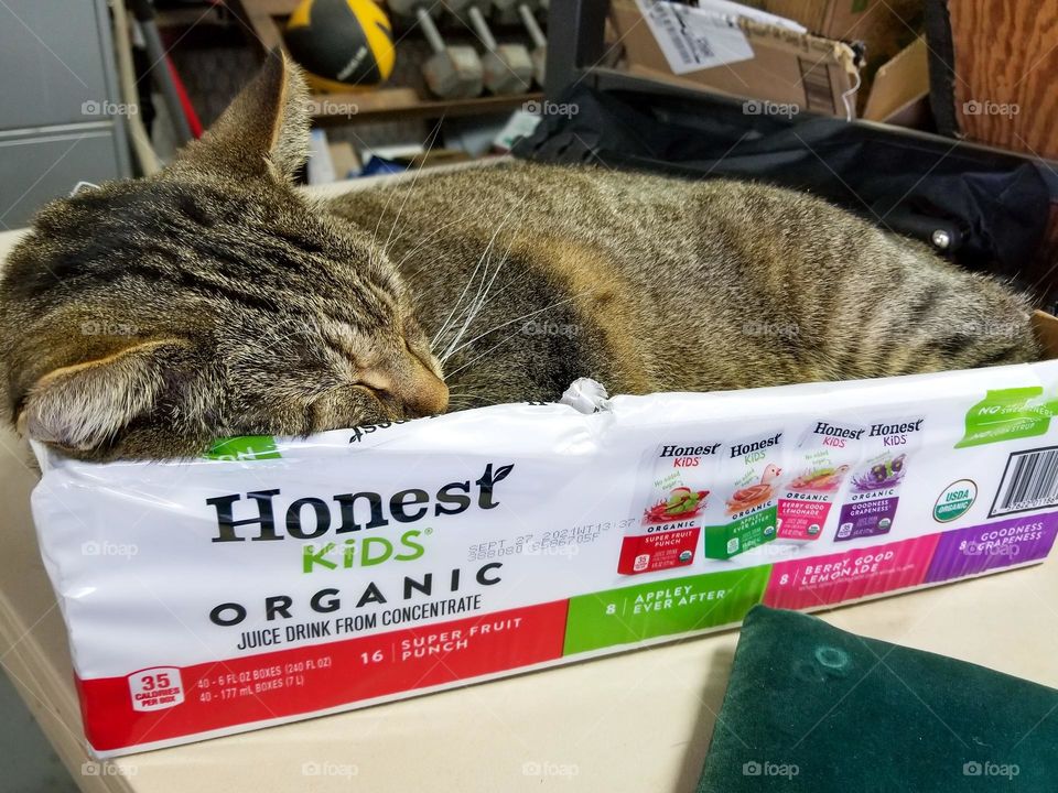 Glimmer of a Tabby Cat Sleeping in an Honest Kids Box