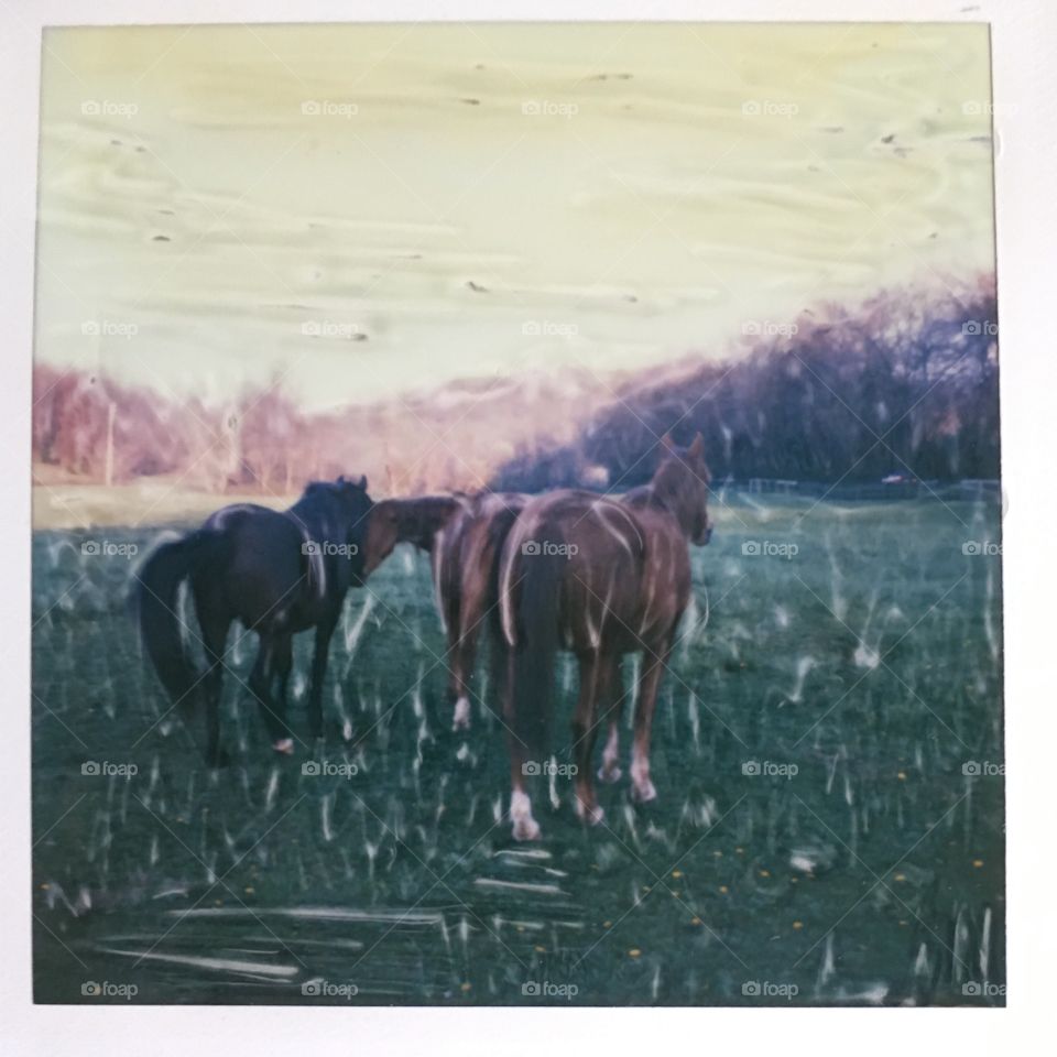 Horses and field in Maryland at sx70 Polaroid