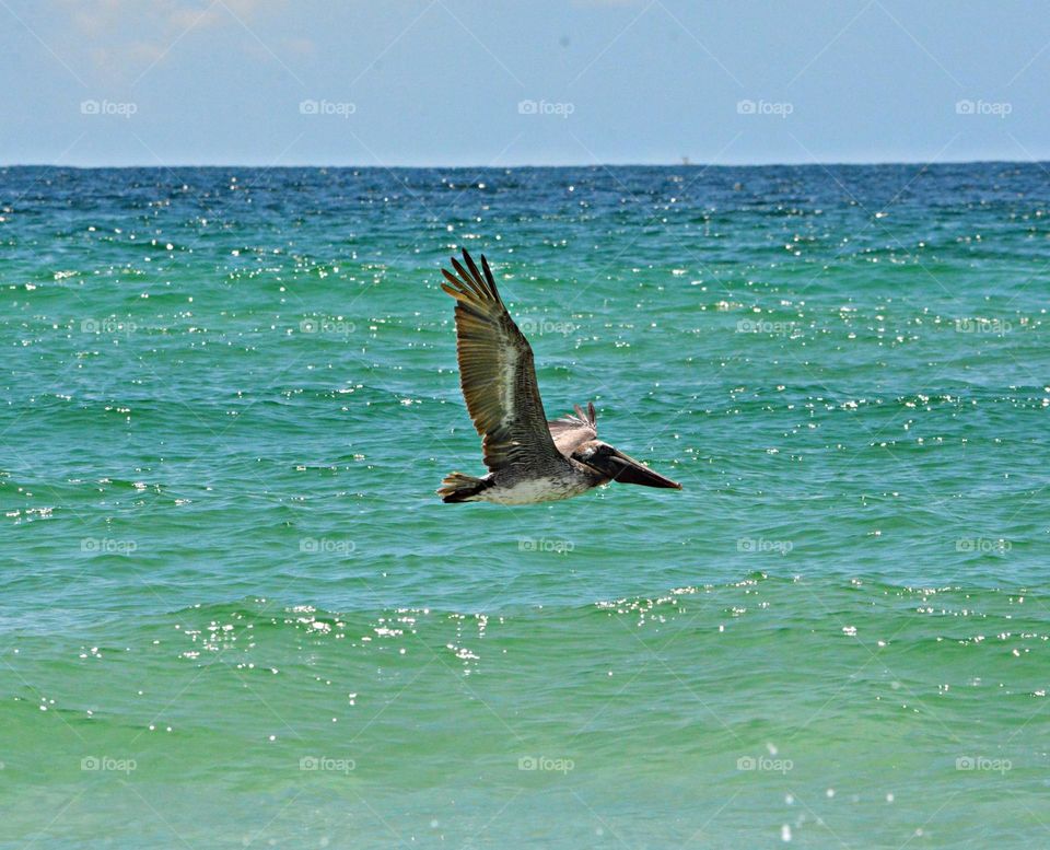 Birds & Bees - Nature in Motion - Pelican soaring over the Gulf of Mexico - Birds in action by analyzing their movements, vocalization, and even behavior. Birds steer mainly with their tails, and some use their wings for precise maneuvers. 