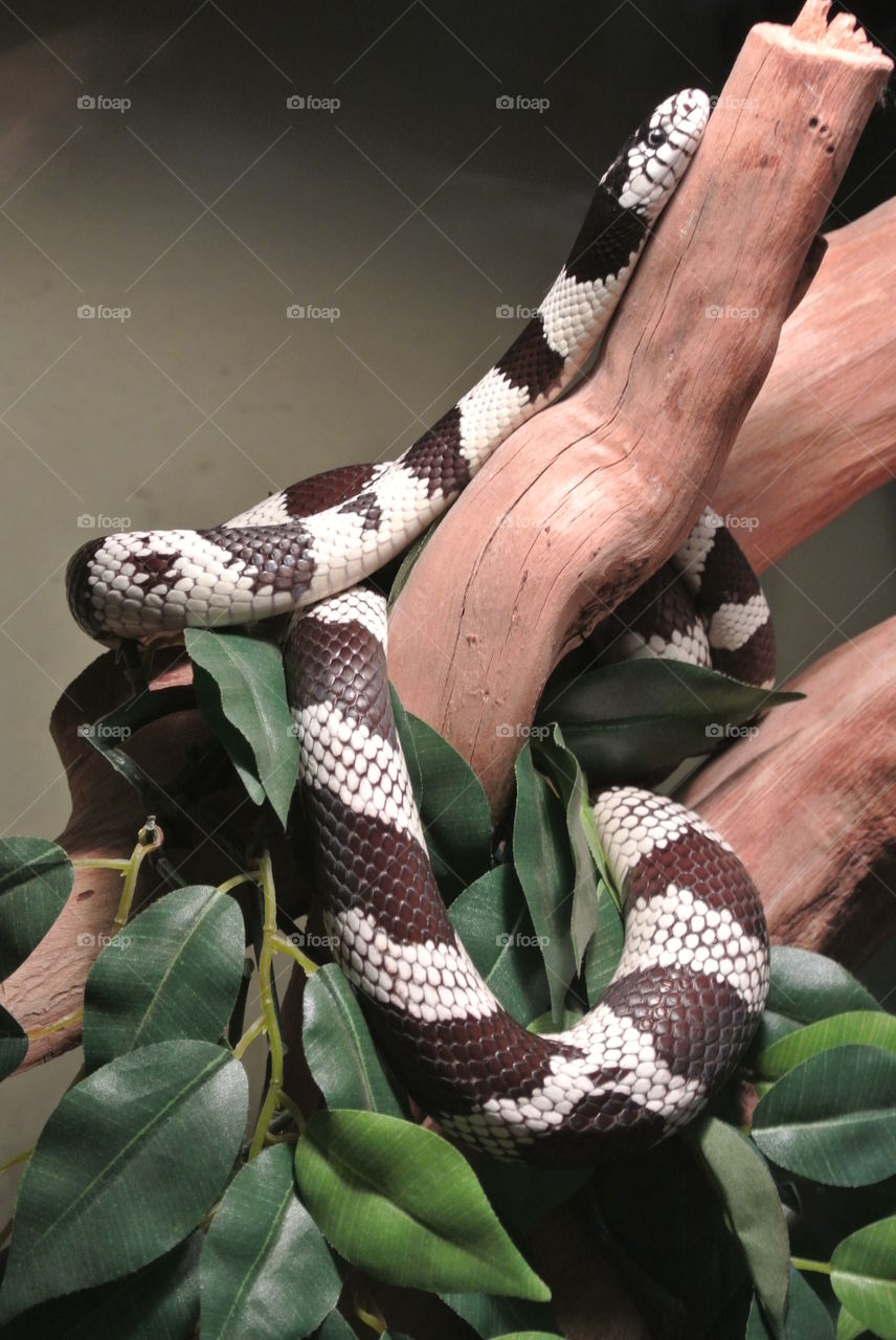 California King Snake