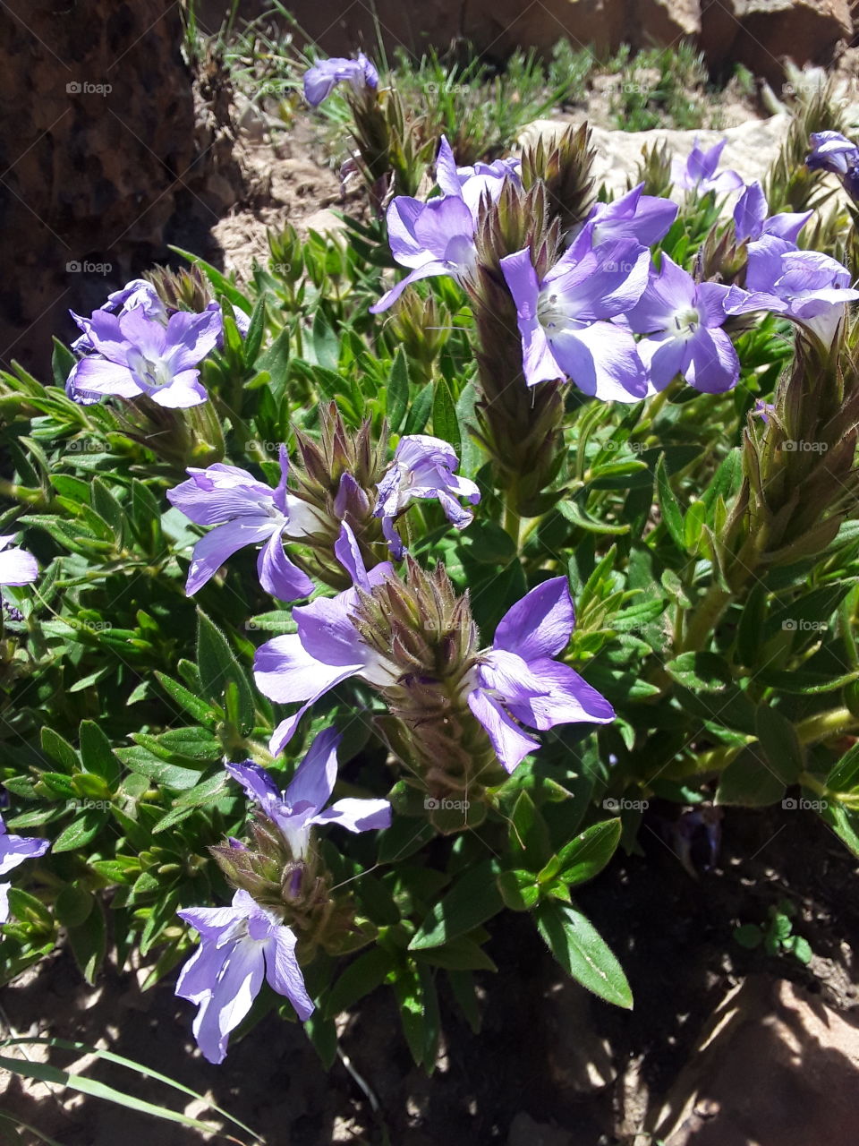 A beautiful bush plant