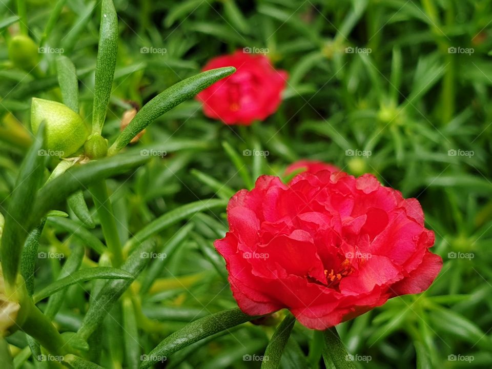 the beautiful flowers