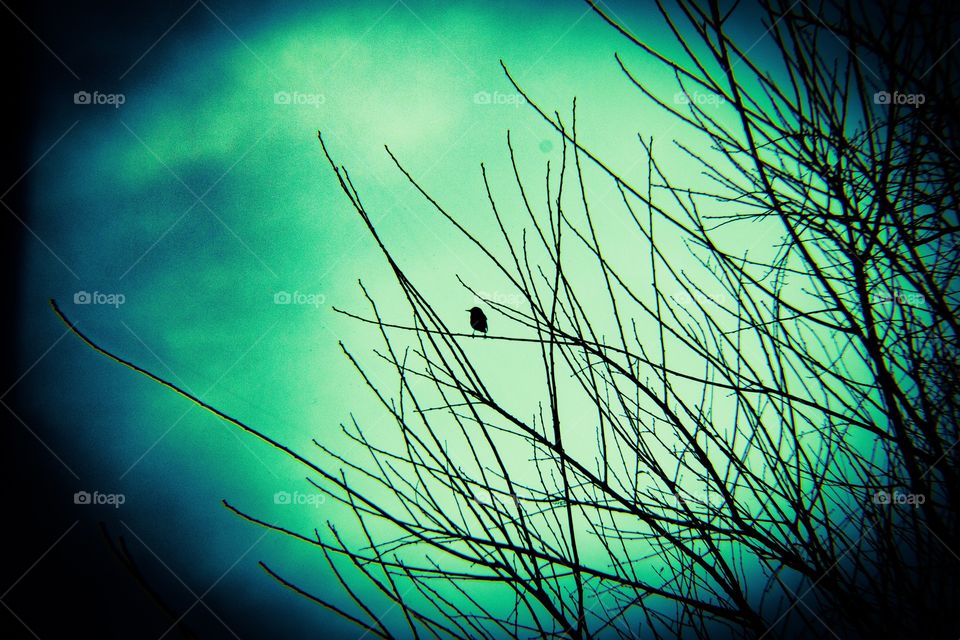 Lone bird