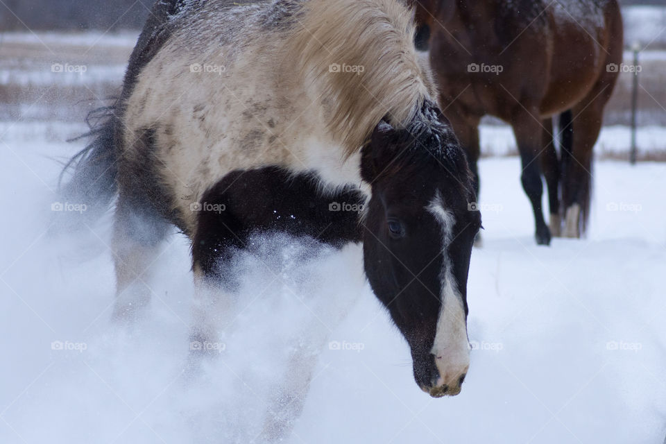 Horse running wild through winter snow 