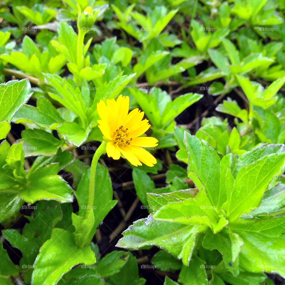 Yellow flower on the garden