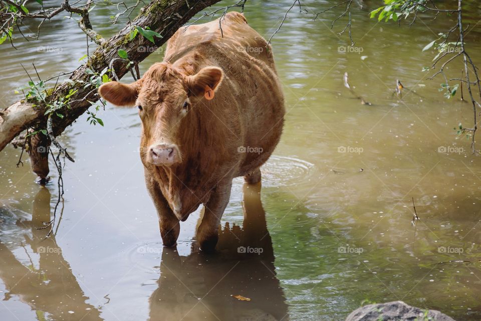 A cow in a lake