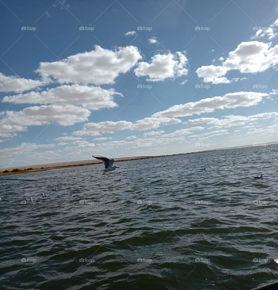 wow , it's very fantastic 😍😊 oh , my God sky , birds , water 💦 desert flying, freedom of birds I'm in love with ❤️❤️ free of any pressure 😗