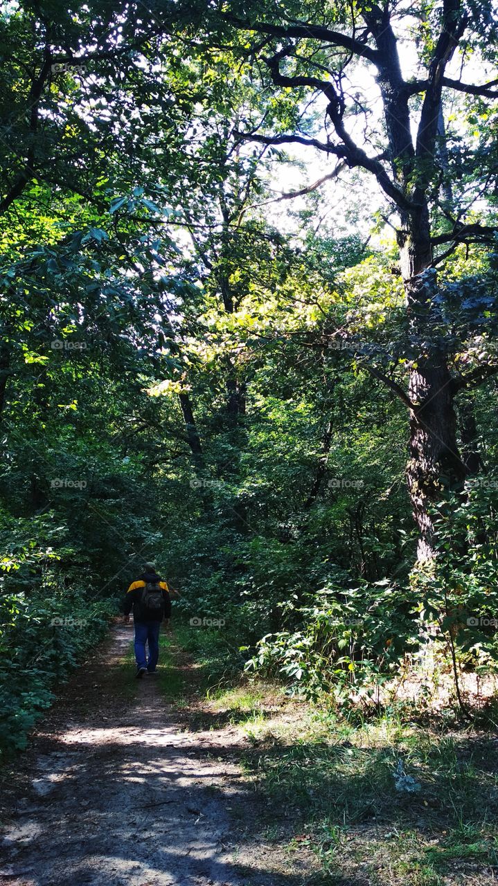 Forest walk