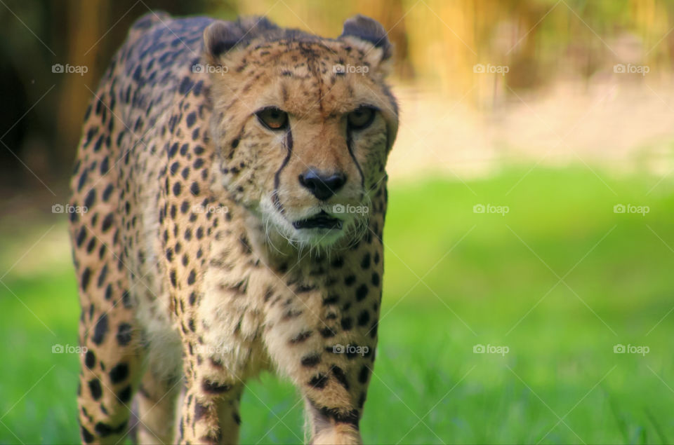 Cheetah