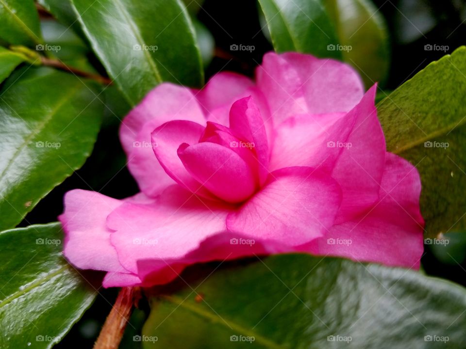 vibrant pink flower