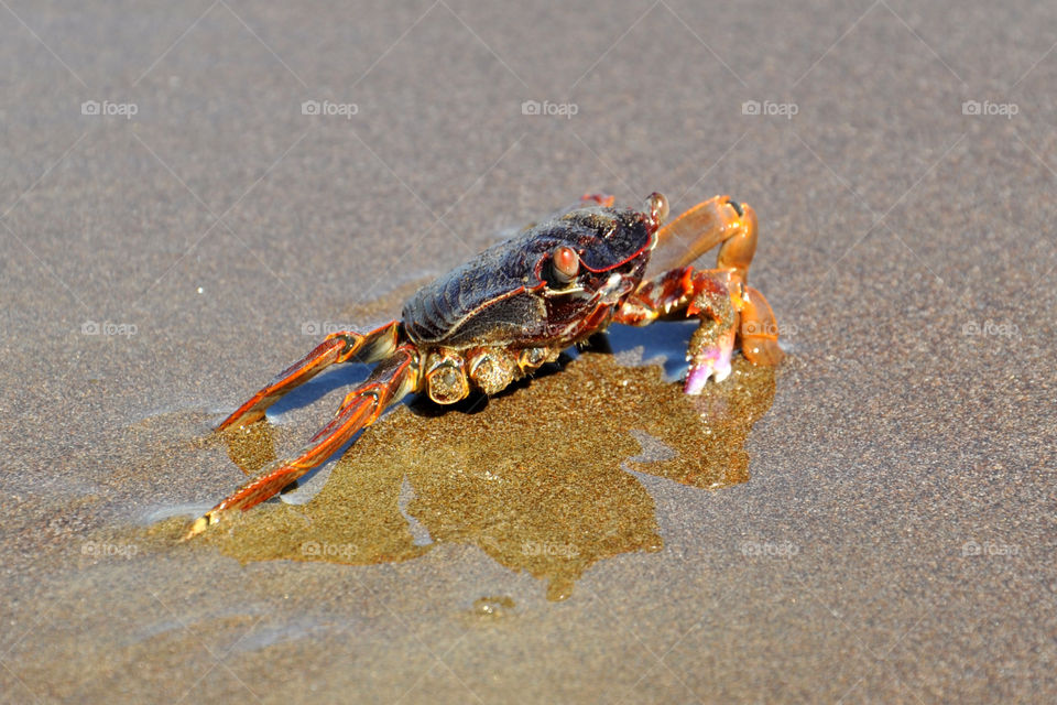 Ocean crab