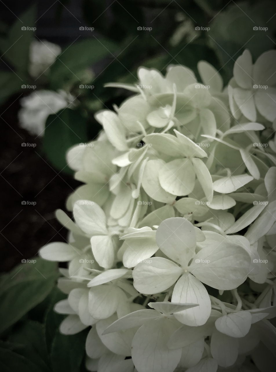 White flower 
