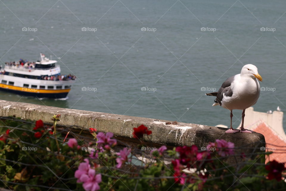 Water, Sea, Bird, No Person, Seagulls