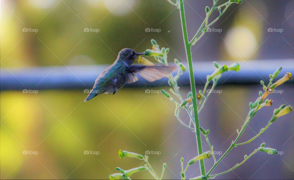 hummingbird. Nature. Flower. Feeding. plant. a hummingbird feeding from a flower in a community garden.