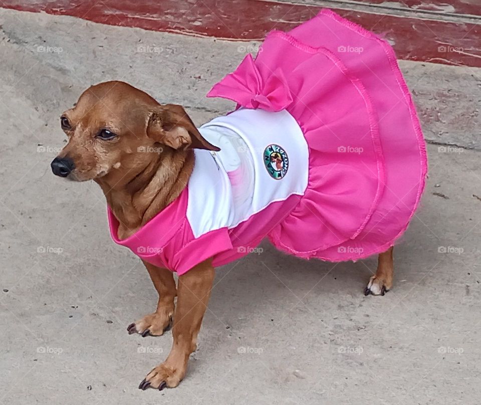 Perros. Perrita consentida y tierna.