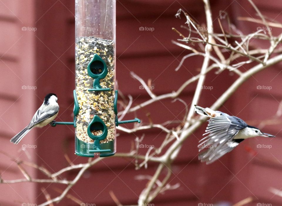 Nuthatches dive bomber