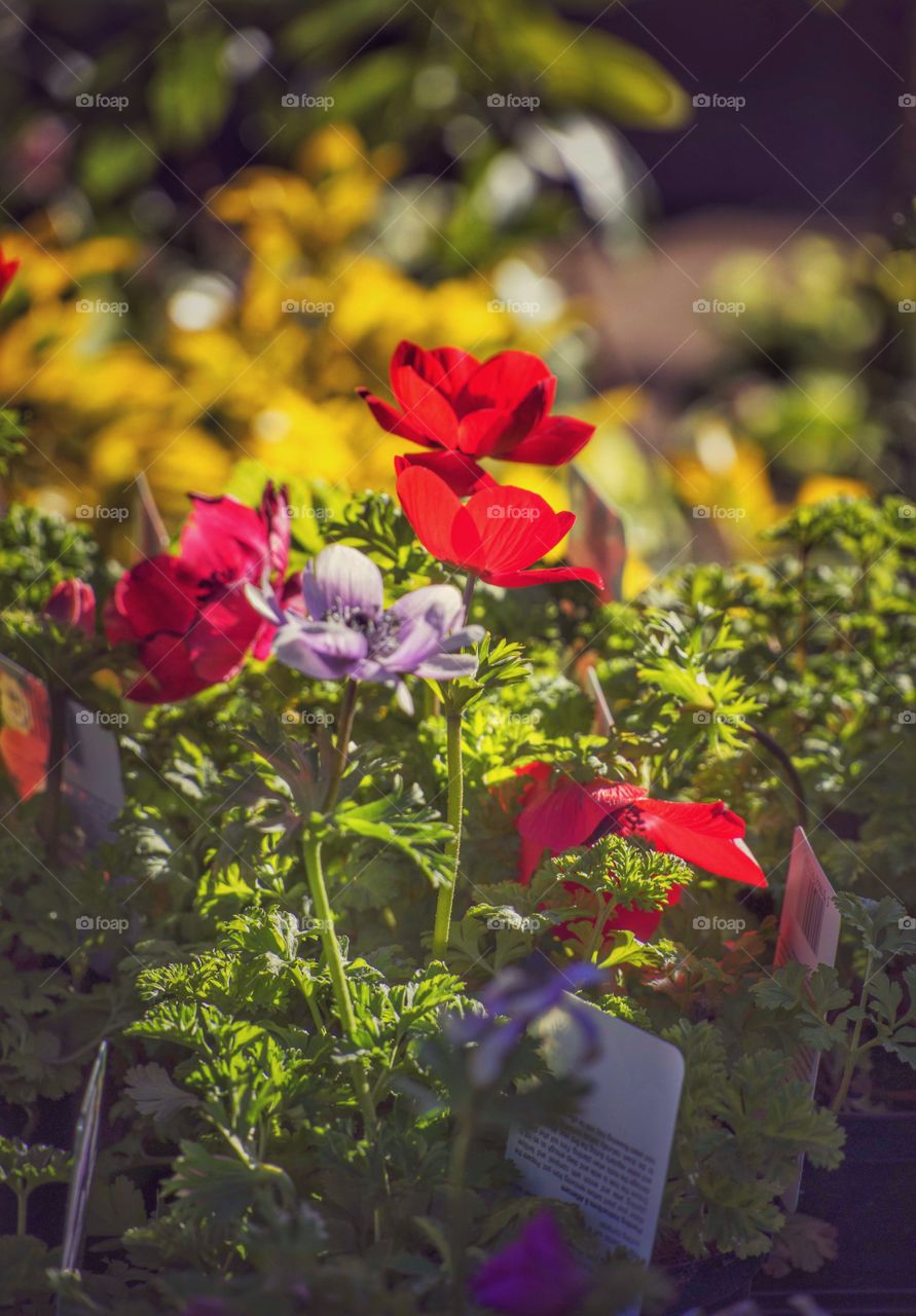 Plants. Garden centre