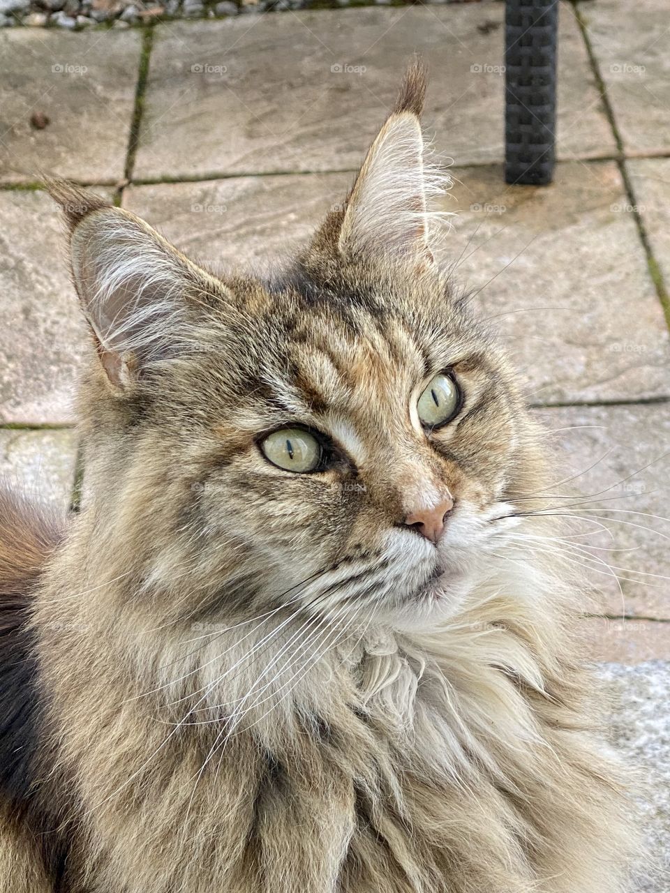 Maine Coon cat - largest of a domestic cats.