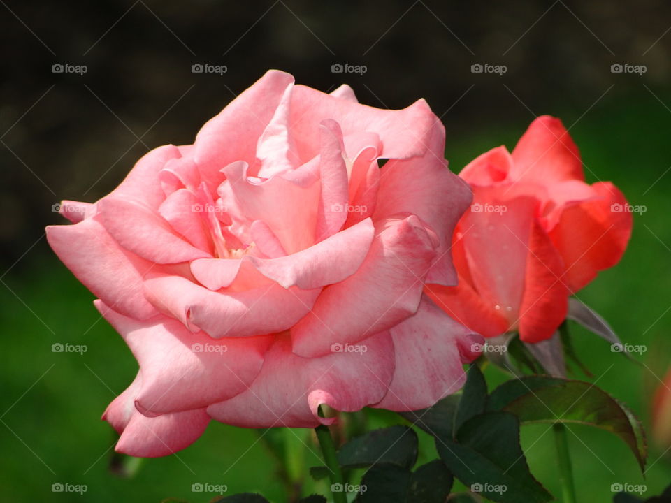 lovely roses