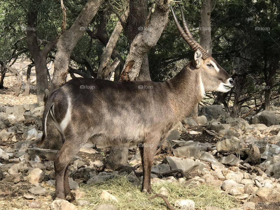 Mammal, Wildlife, Nature, No Person, Wild