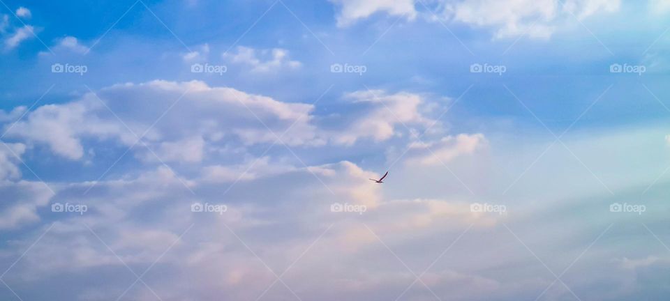 bird in the sky