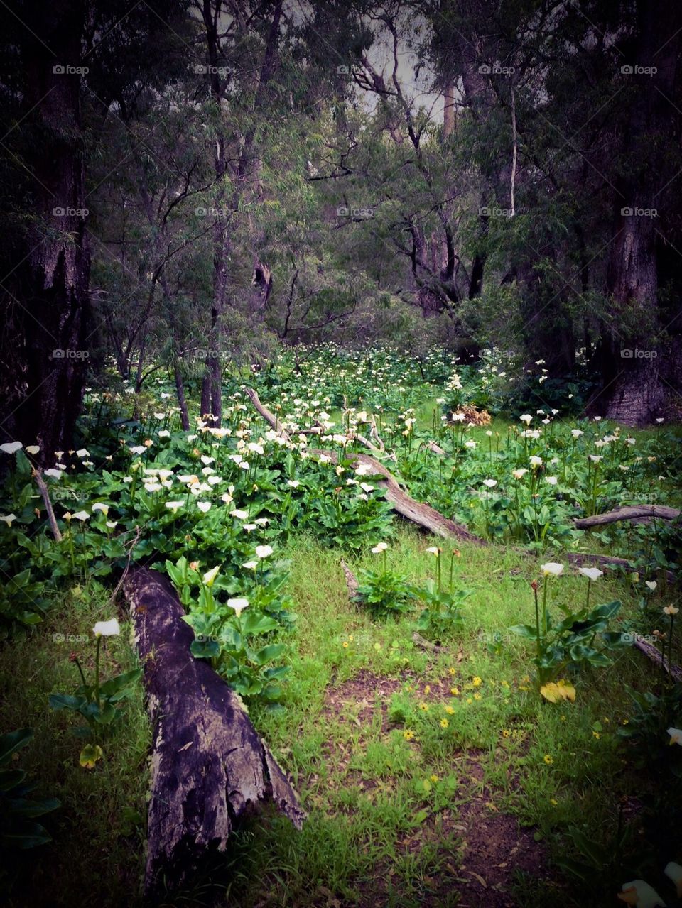 Lillies in the forrest