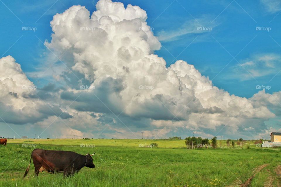 a cow grazes on a field with bright green grass little thing beautiful summer sky with cumulus clouds.