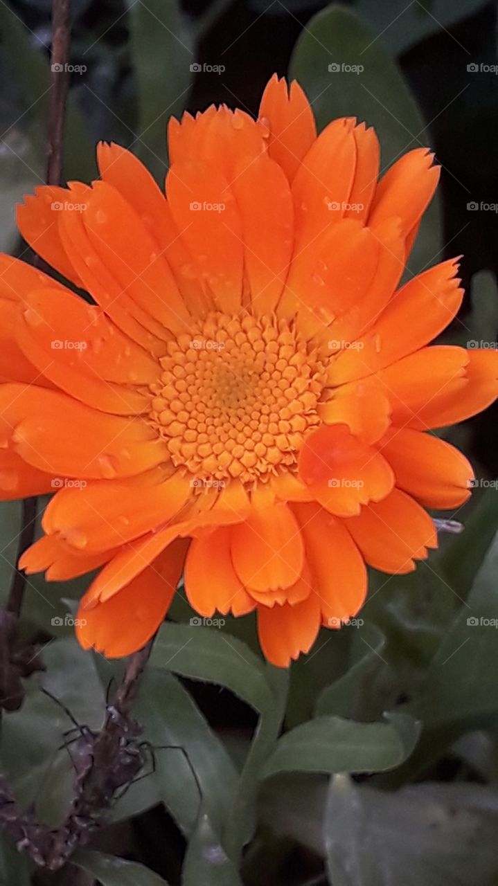 close-up of orange marigold flower