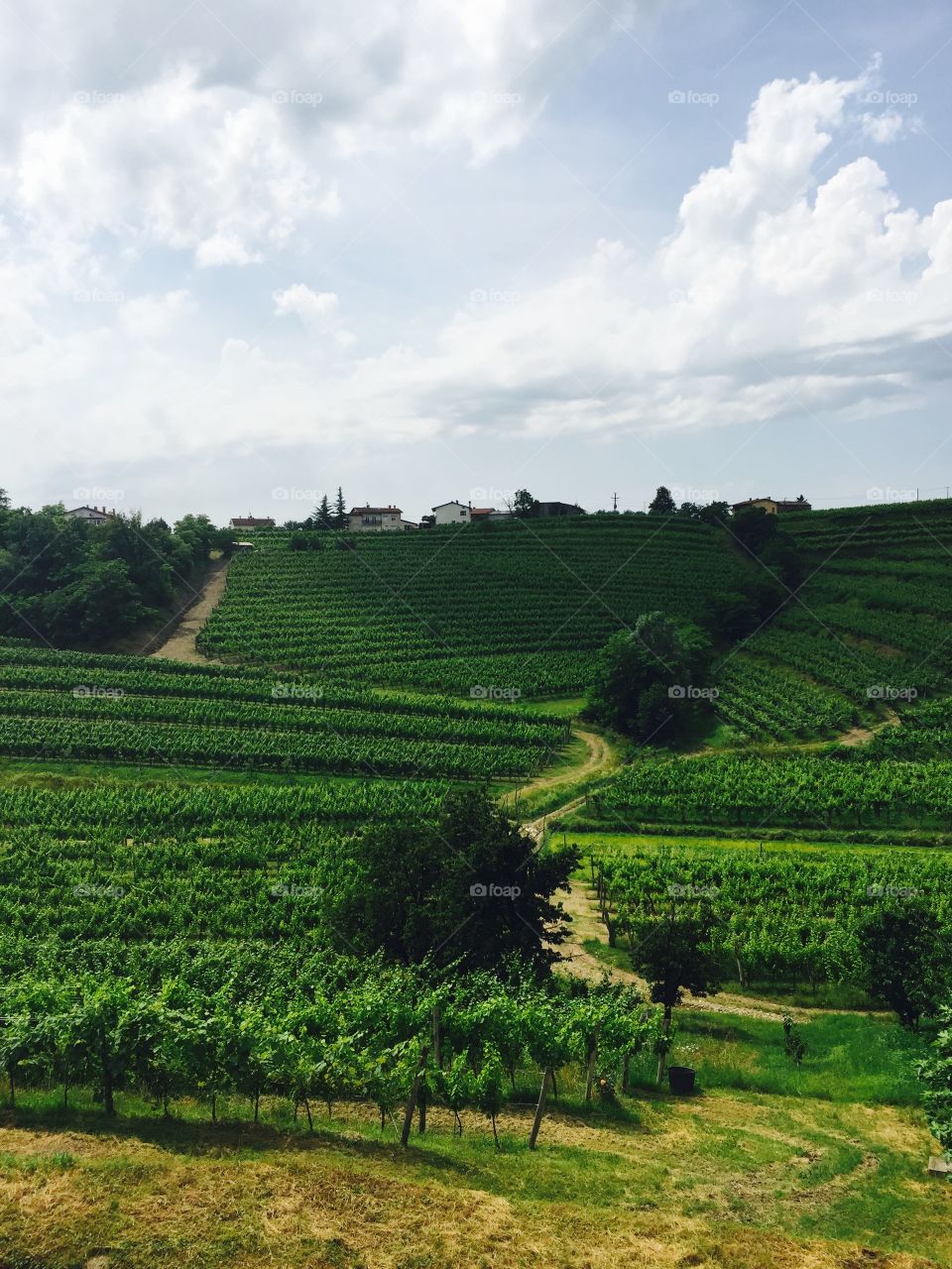 View of wine field in slovenia